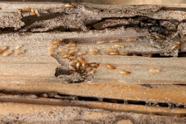 Bird Control in Allyn, WA