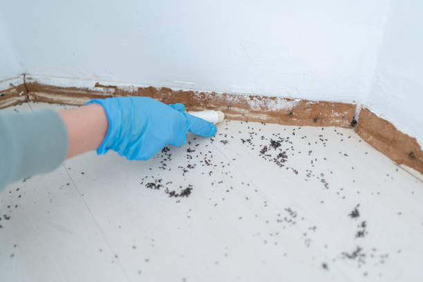 Best Ant Control Services  in Allyn, WA