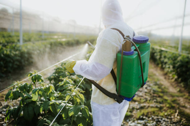 Reliable Allyn, WA Pest Control Solutions